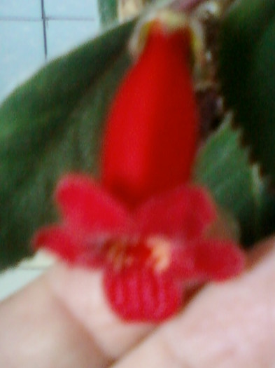 26 oct 2012-flori 097
