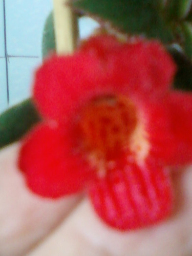 26 oct 2012-flori 098