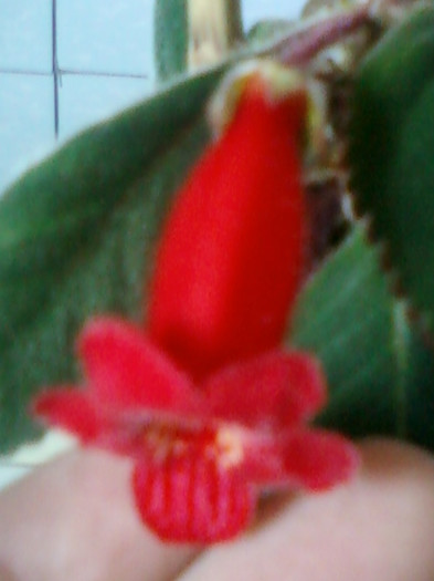 kohleria eriantha