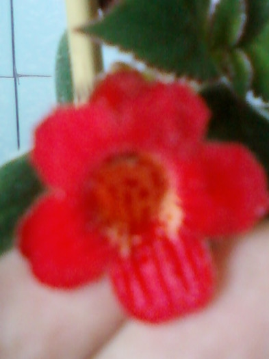 26 oct 2012-flori 099