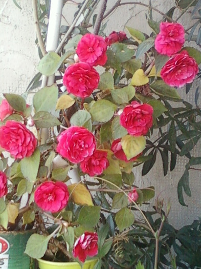 26 oct 2012-flori 101