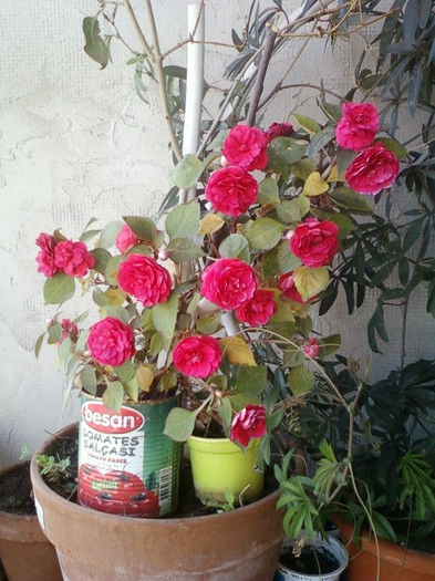 impatiens rosu batut