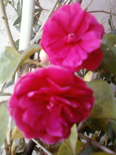 impatiens rosu batut