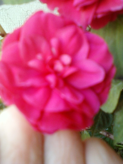 26 oct 2012-flori 106