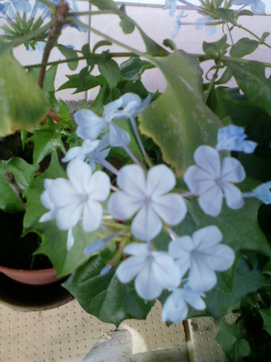 26 oct 2012-flori 109