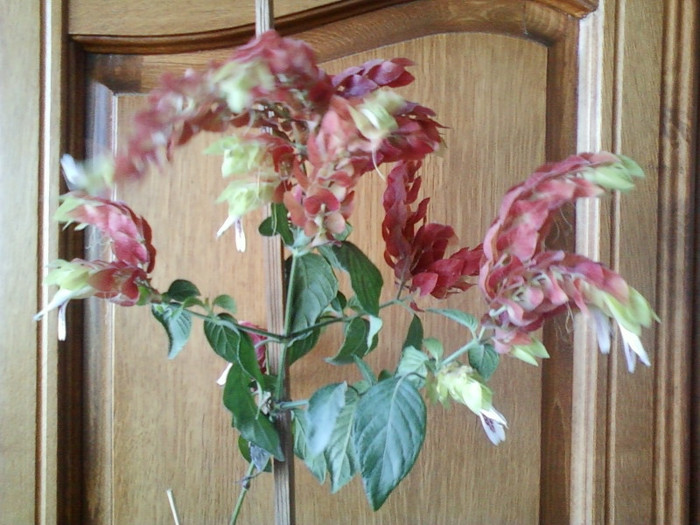 26 oct 2012-flori 110