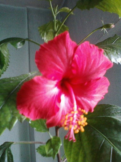 26 oct 2012-flori 113