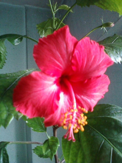 26 oct 2012-flori 115