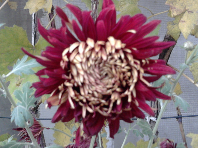 8 - crizanteme-tufanele