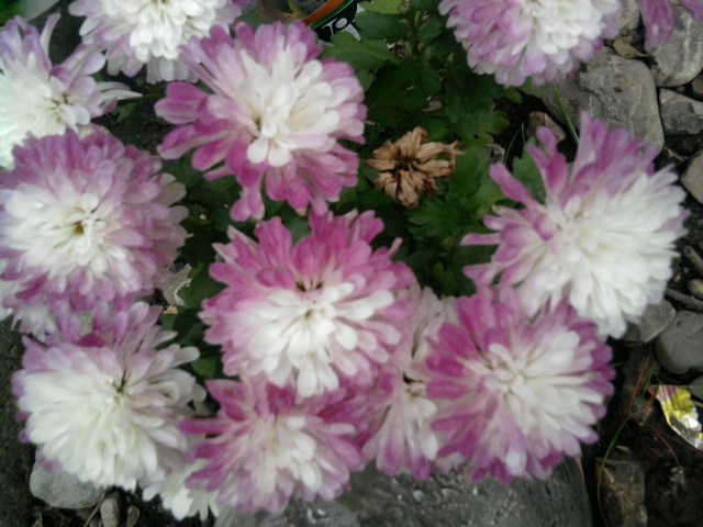 aceeasi din poza 3( si-a schimbat culoarea) - crizanteme-tufanele