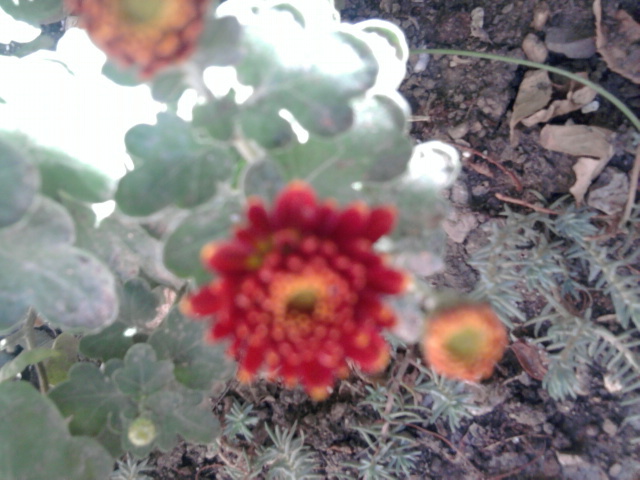 9 - crizanteme-tufanele