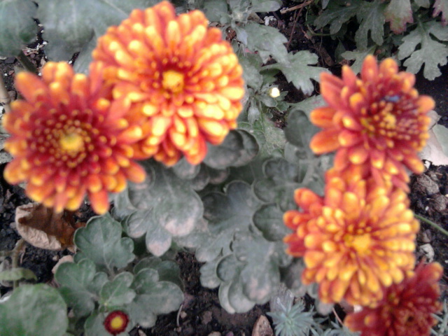 9 - crizanteme-tufanele