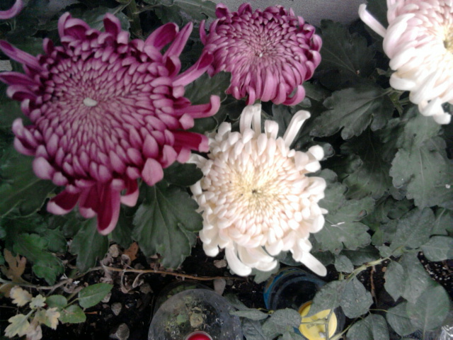 10 si 11 - crizanteme-tufanele