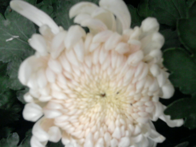 11 - crizanteme-tufanele