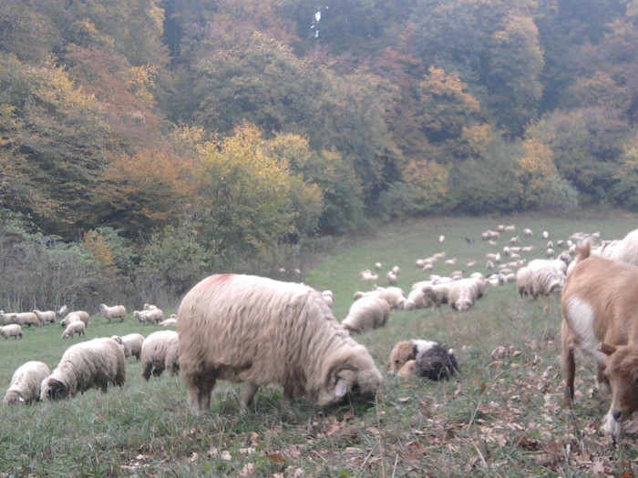 Fotografie3382 - 0  Toamna oilor mele Turcane