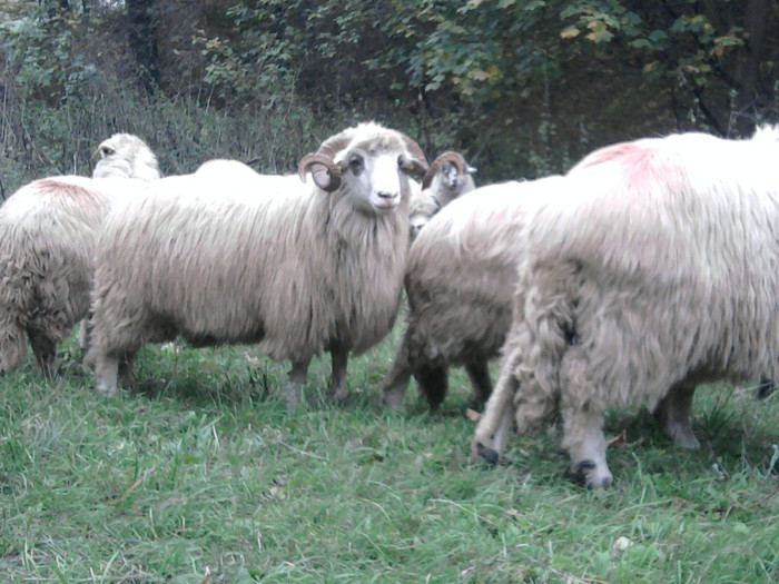 Fotografie3393 - 0  Toamna oilor mele Turcane