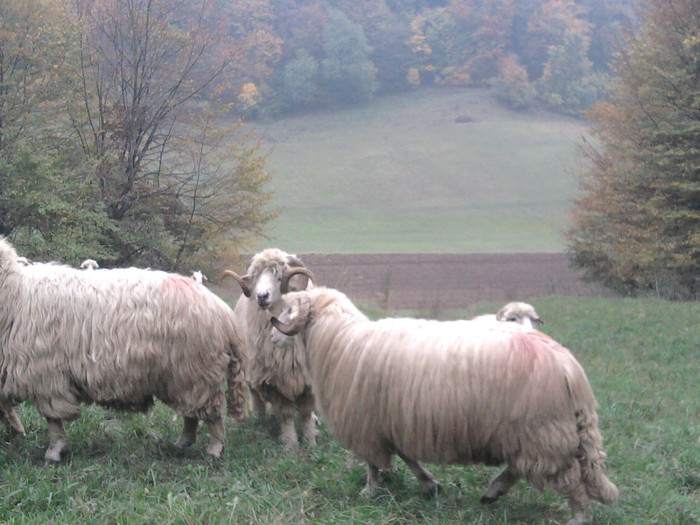 Fotografie3399 - 0  Toamna oilor mele Turcane