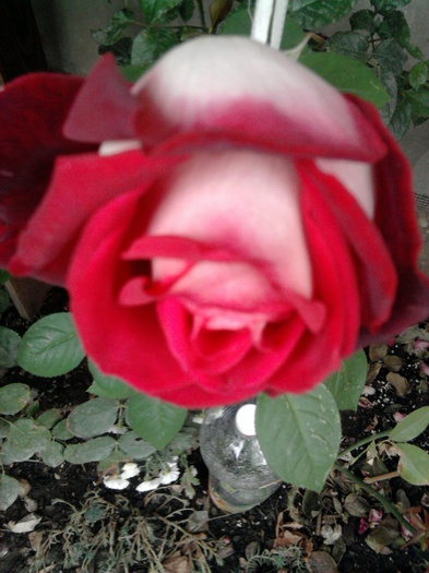 OSIRIA - trandafiri