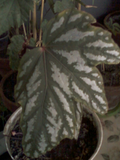 26 oct 2012-flori 120