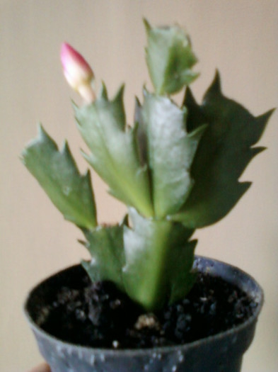 schlumbergera - craciunite