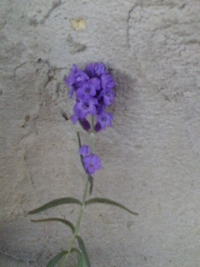 lavanda "blue scent"