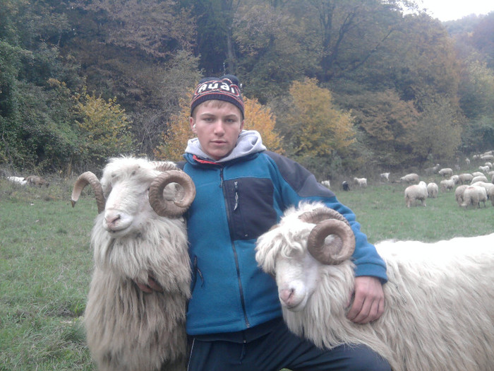 Fotografie3454 - 0  Toamna oilor mele Turcane