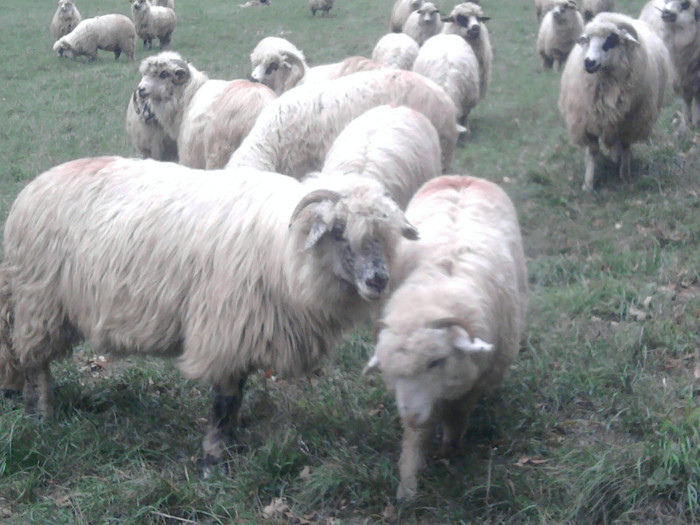 Fotografie3458 - 0  Toamna oilor mele Turcane