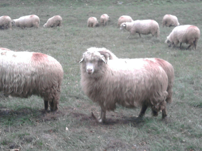 Fotografie3459 - 0  Toamna oilor mele Turcane