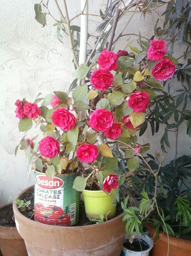 26 oct 2012-flori 103 - impatiens