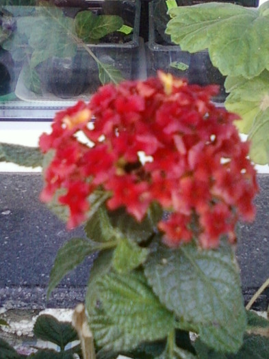 26 oct 2012-flori 049