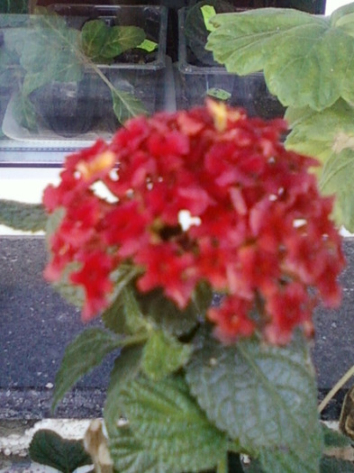 26 oct 2012-flori 050