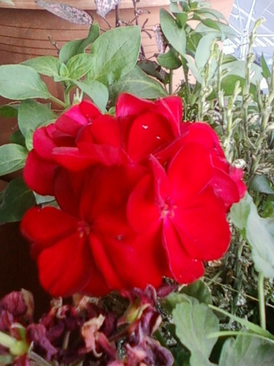 26 oct 2012-flori 022