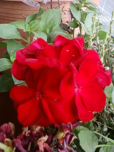 26 oct 2012-flori 026
