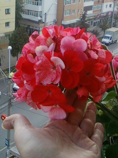 26 oct 2012-flori 067