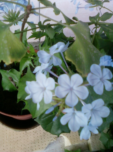 26 oct 2012-flori 107 - plumbago bleu