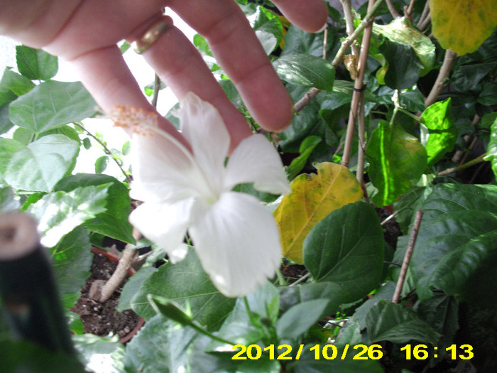 Picture 148 - hibiscus