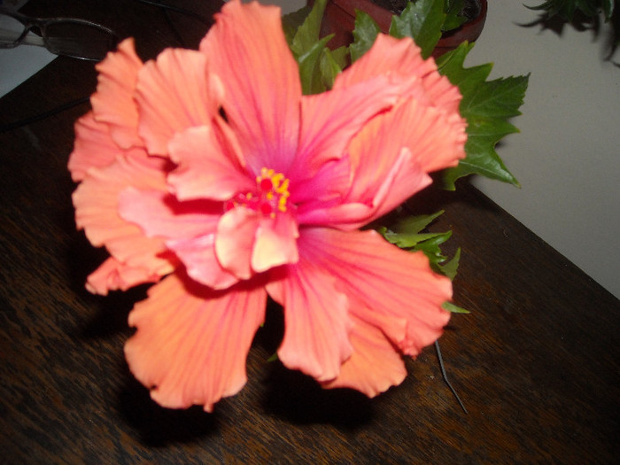 Hibiscus Duet Orar - Hibiscus 2012-3