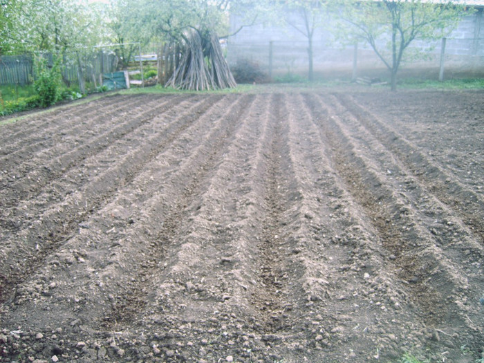 Inainte de plantare; 15 mai
