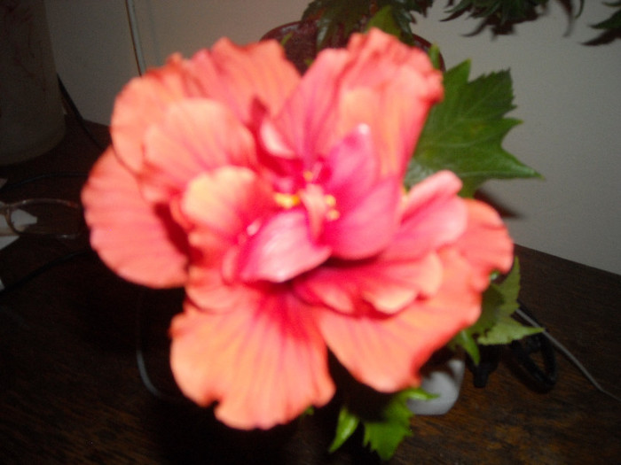 Hibiscus Duet Orar