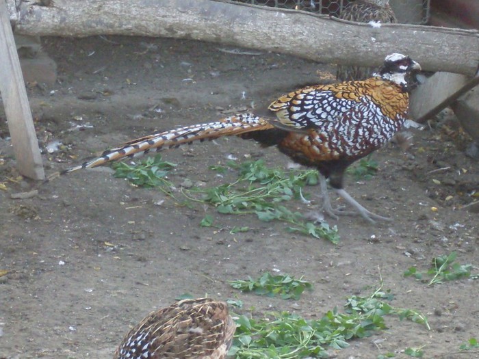 SDC15380 - Fazan Regal