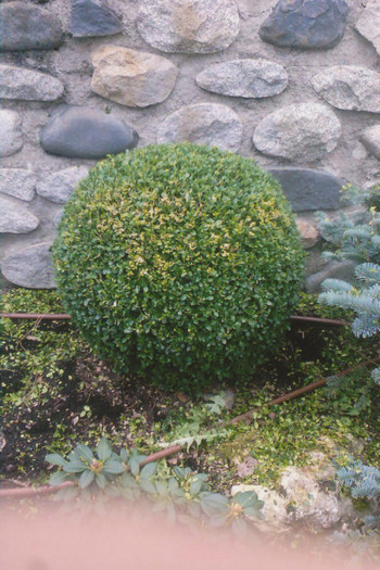 buxus - TAIERI SI TOALETARI PLANTE