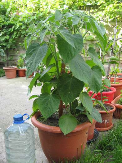 a caror fructe.... - 3 PHYSALIS PERUVIANA