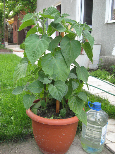 fructe... - 3 PHYSALIS PERUVIANA