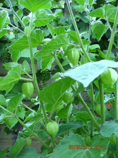 si se inmultesc.... - 3 PHYSALIS PERUVIANA