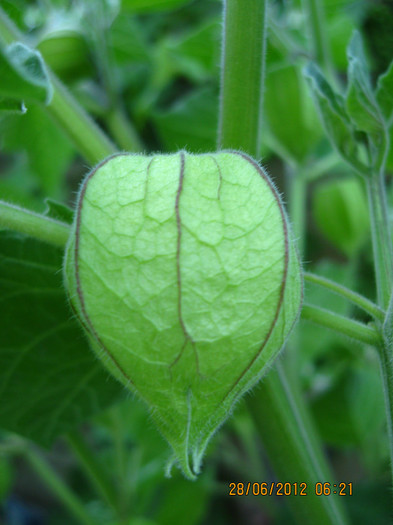 vazind cu ochii. - 3 PHYSALIS PERUVIANA