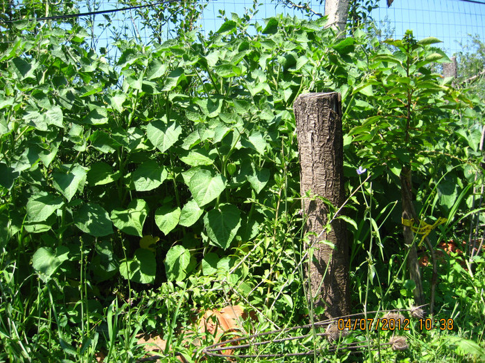 Am plantat si in gradina....