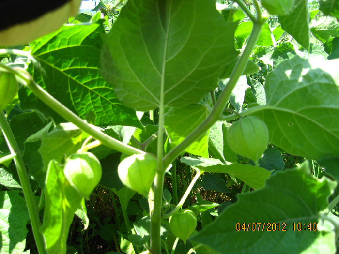 rodesc, rezista si.... - 3 PHYSALIS PERUVIANA