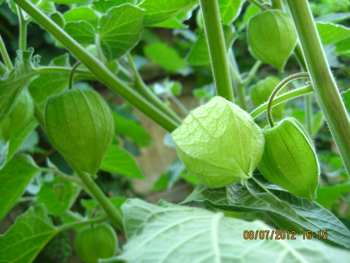 Primele care... - 3 PHYSALIS PERUVIANA