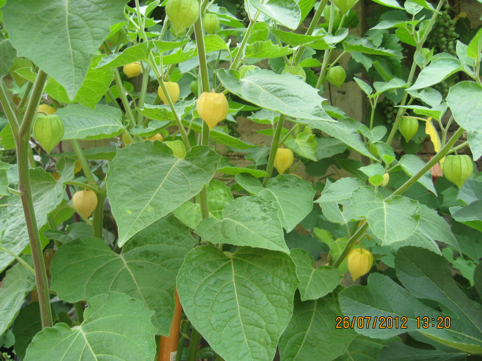 cele din.... - 3 PHYSALIS PERUVIANA