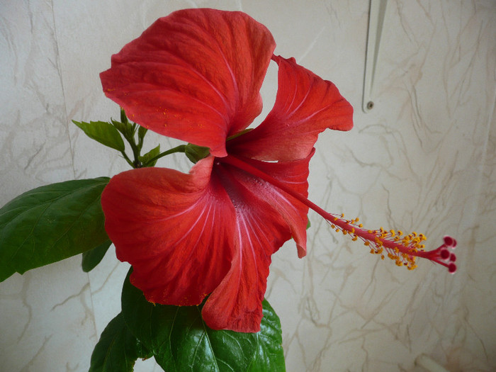 Aloha roza - HIBISCUSI 2012